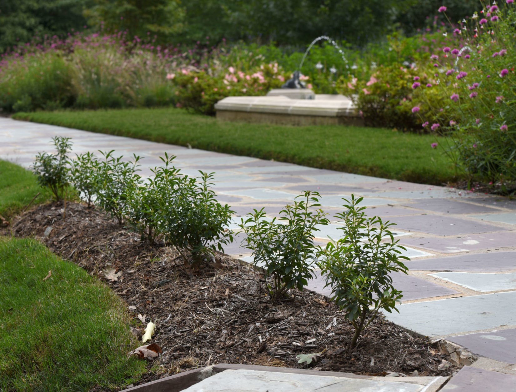 Reynolda Boxwoods